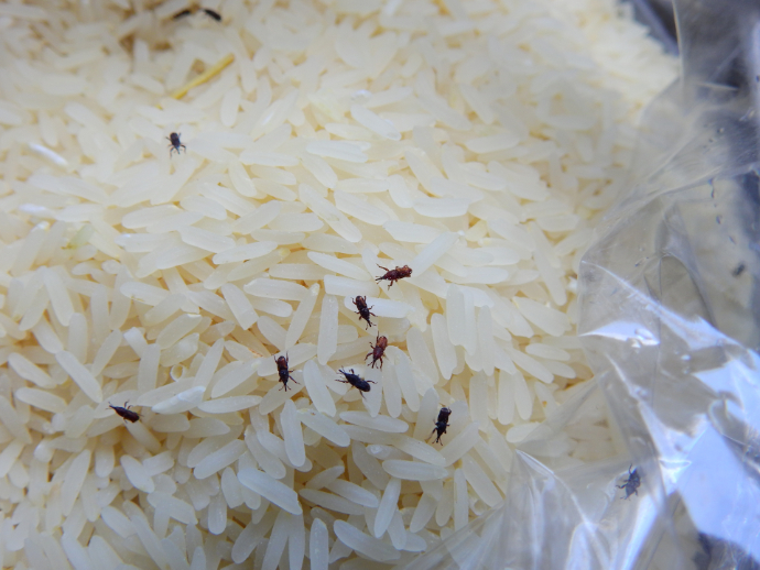 Rýže napadená pilousy