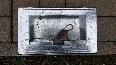 Živolovná past  na myši oboustranná,pozinkovaná