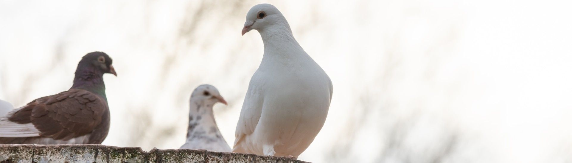Ochrana proti holubům