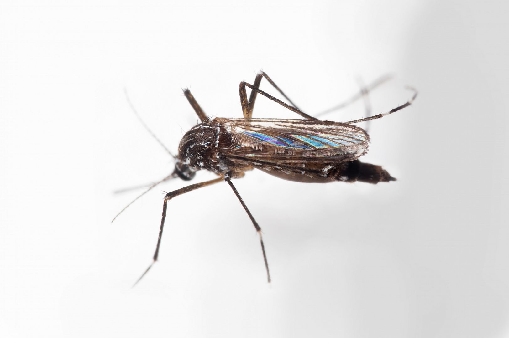Když to kolem bzučí: jak se účinně chránit a bojovat proti komárům