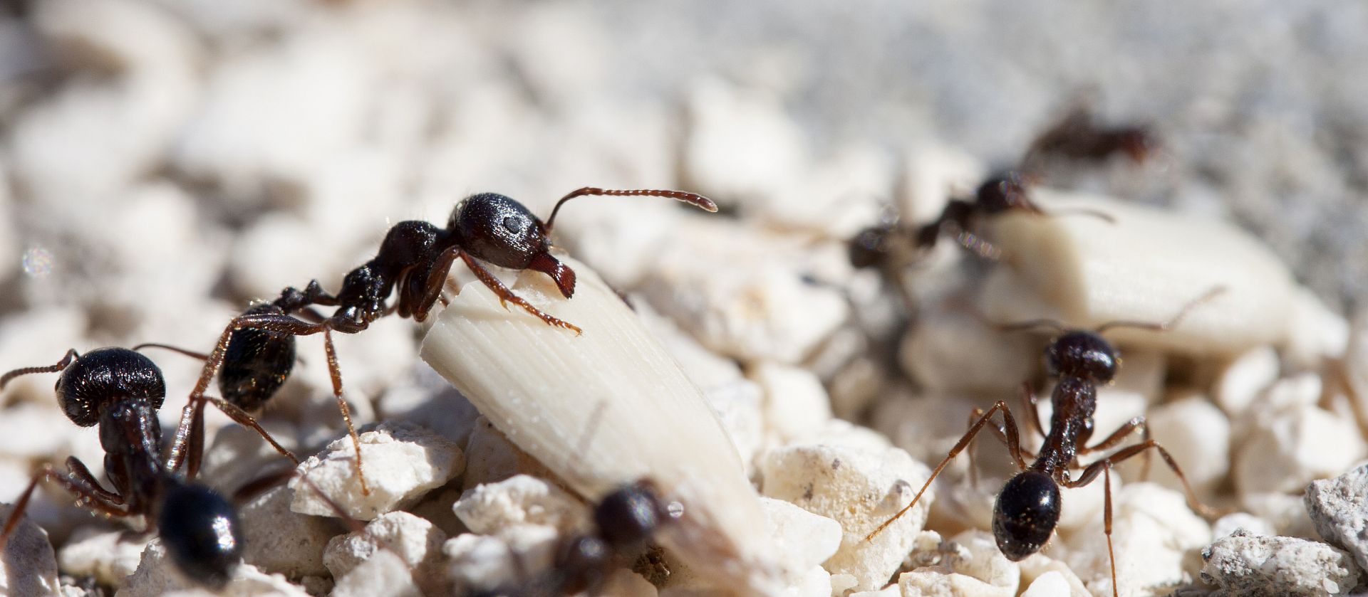 Jak se zbavit mravenců v domácnosti a na zahradě