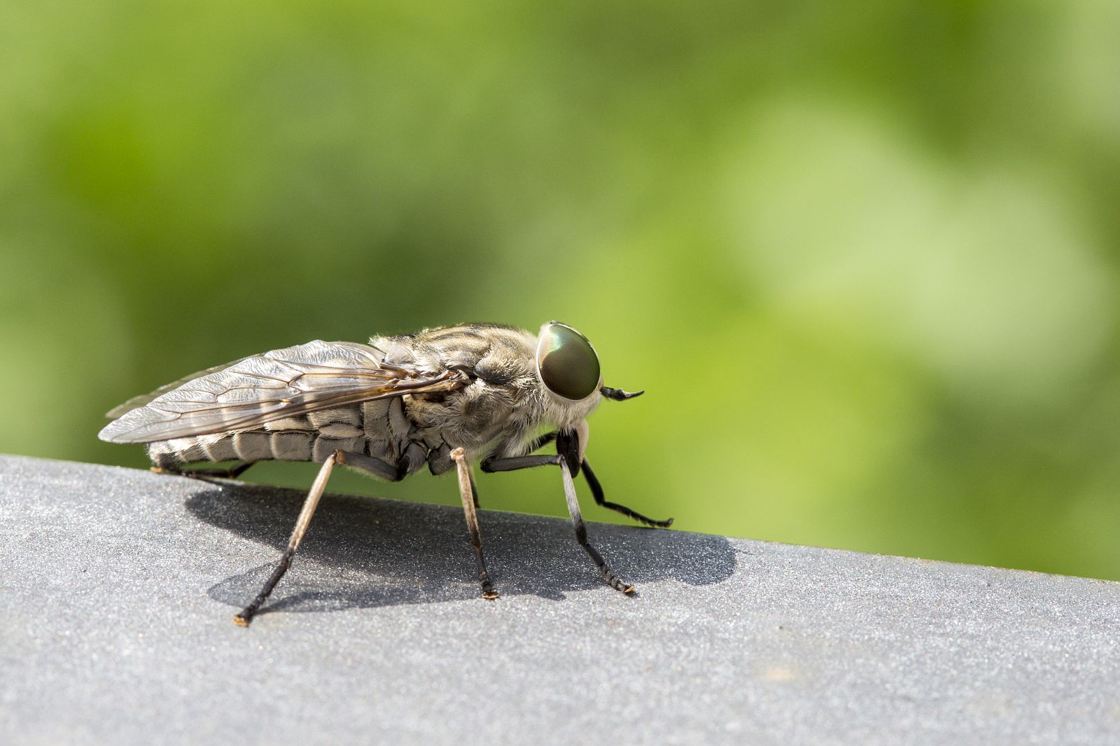 Ovádi – Co pomáhá proti otravnému hmyzu, kterému se často říká „hovado“?