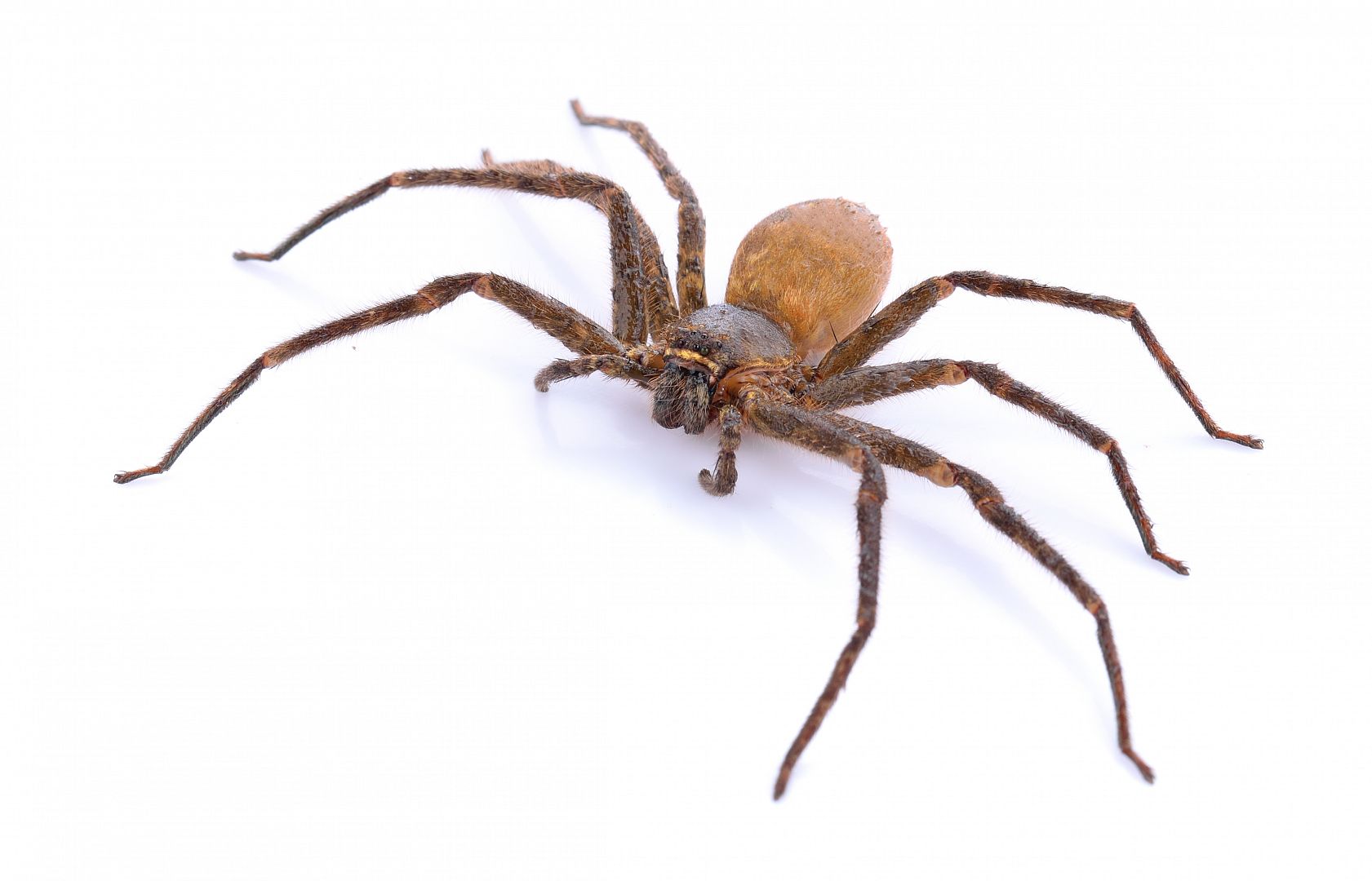 Pavouci – jak je účinně vyhnat z domu