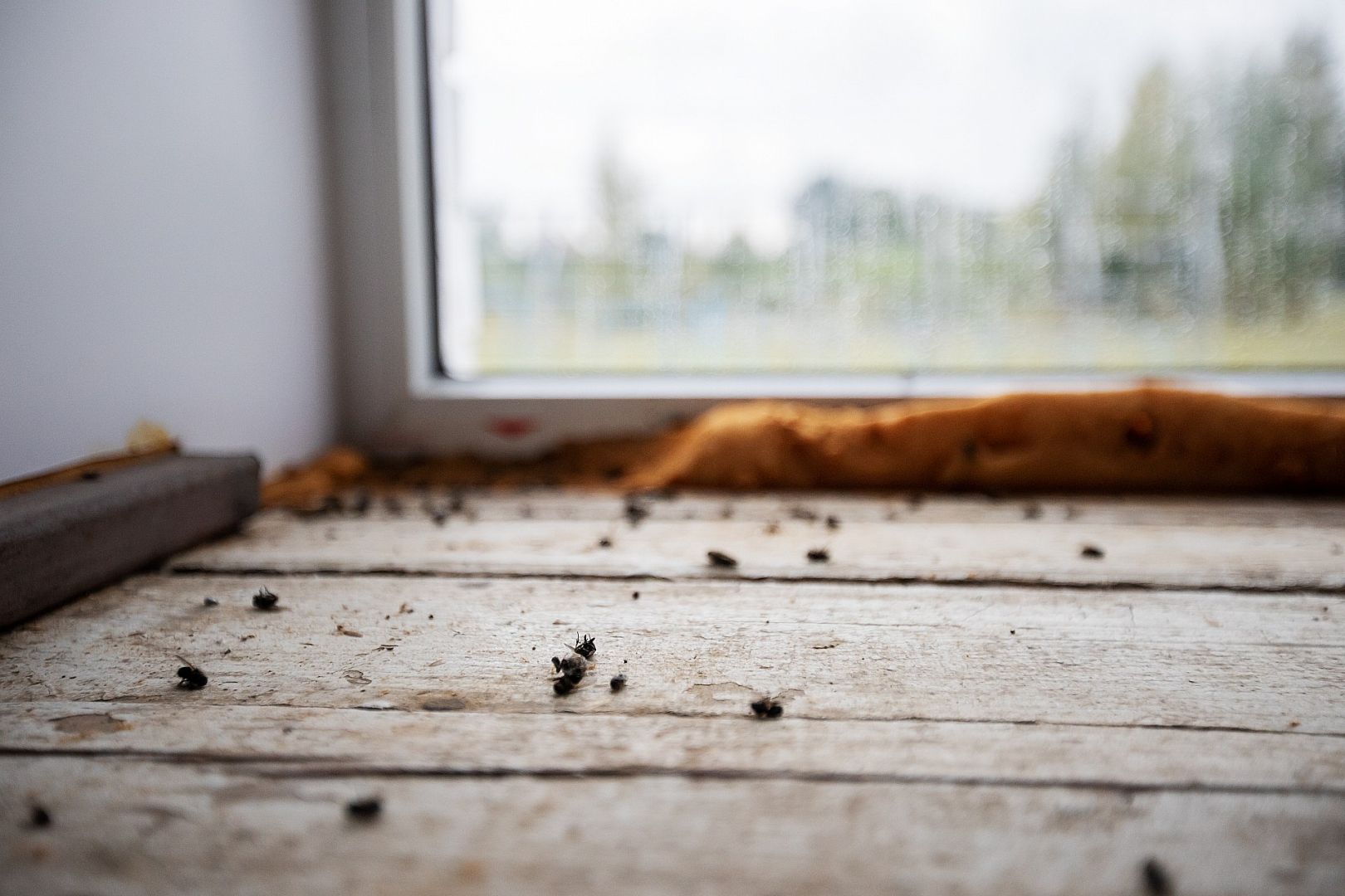 Jak s příchodem zimy zamezit usídlení hmyzu a jiných škůdců ve vašem domě