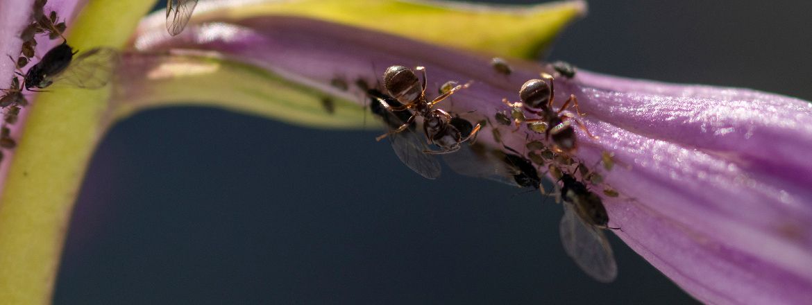 Biologická ochrana – tradiční způsob likvidace škůdců nebo novodobý trend