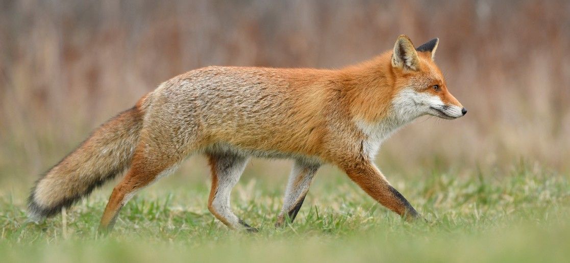 Jak na lišku – aneb jak ji neškodit, a přesto vyhnat ze zahrady