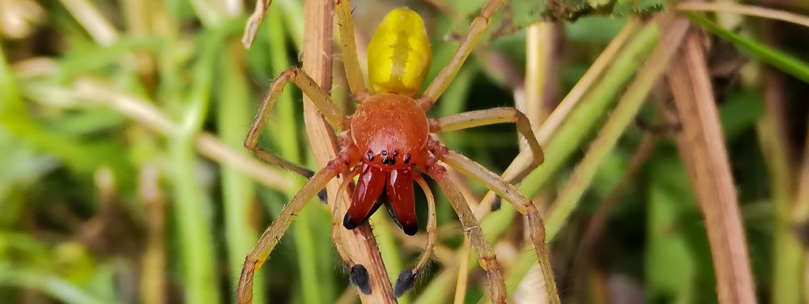 Zápřednice jedovatá – seznamte se s nejjedovatějším pavoukem České republiky
