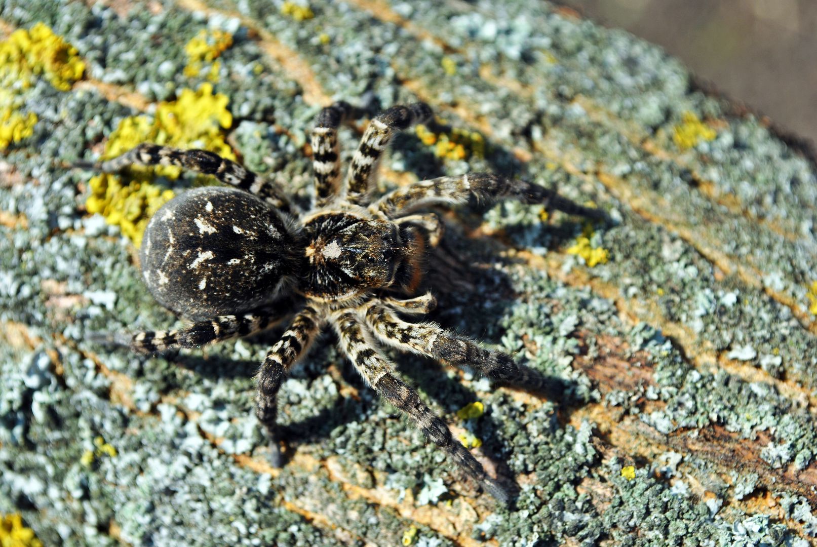 Slíďák tatarský – největší žijící pavouk v ČR