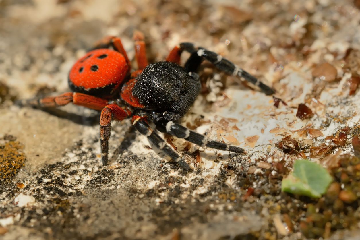 Stepník moravský – krásný avšak jedovatý druh pavouka v ČR