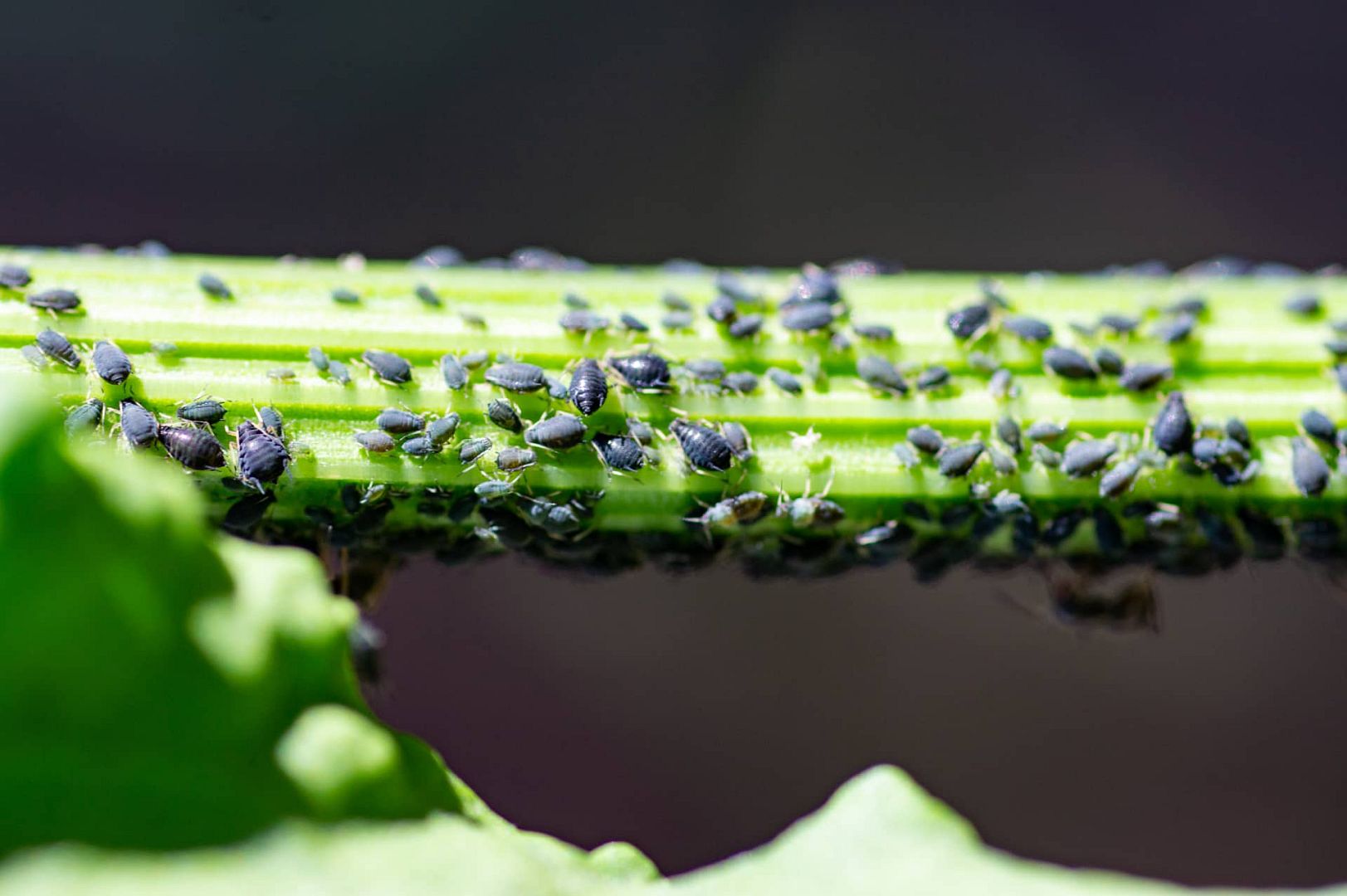 Mšice – jak se zbavit rozšířeného škůdce rostlin