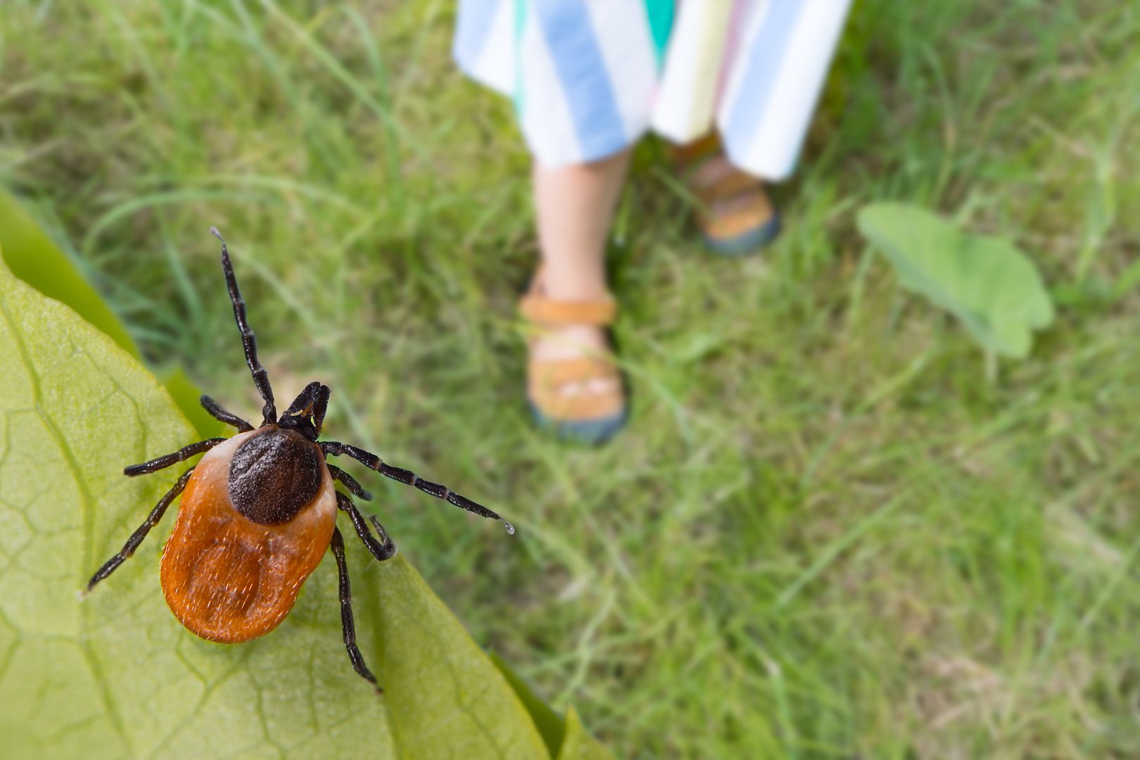 Boj se škůdci na zahradě: Jak ochránit zahradu (nejen) před hmyzem a brouky