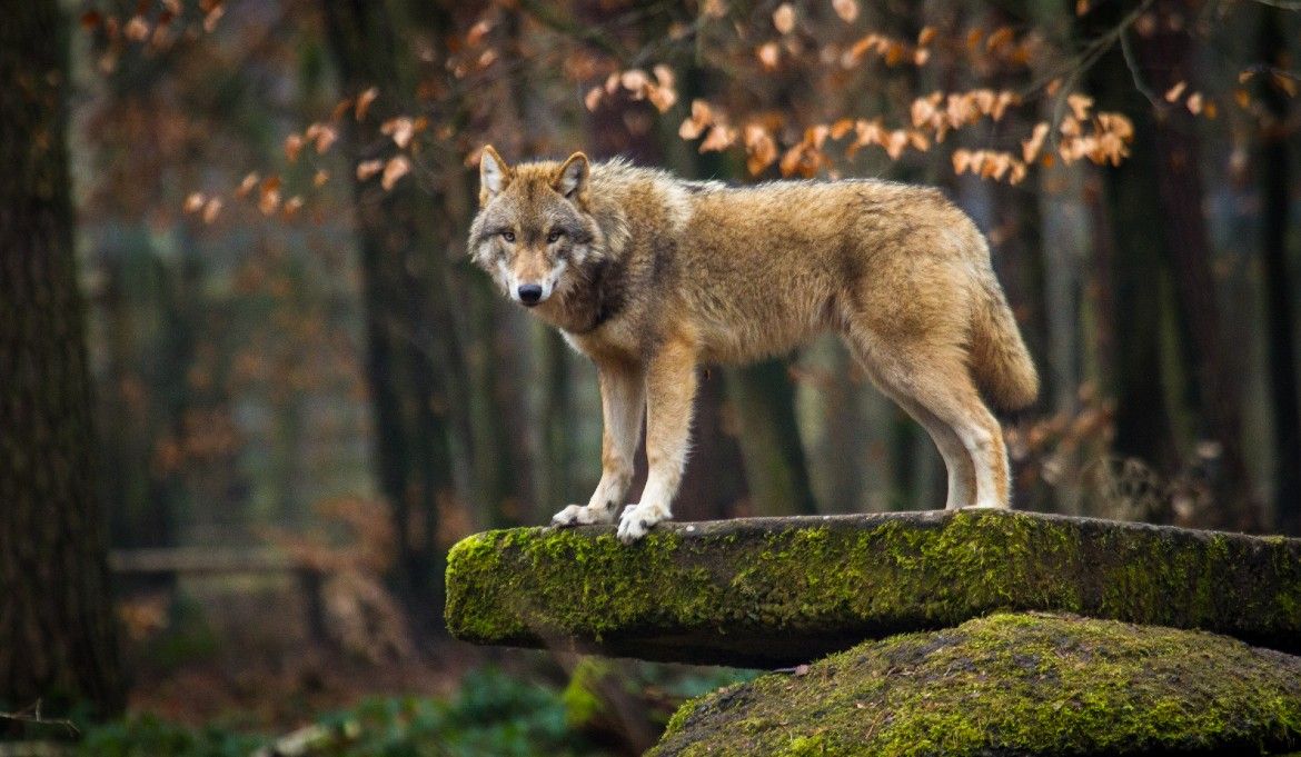 Vlk obecný – jak ochránit stáda před psovitou šelmou