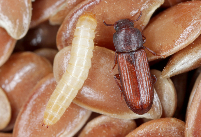Potemník skladištní a jeho larva