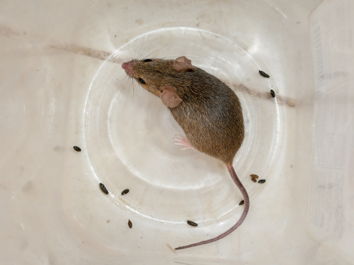 Jak poznat myši trus?