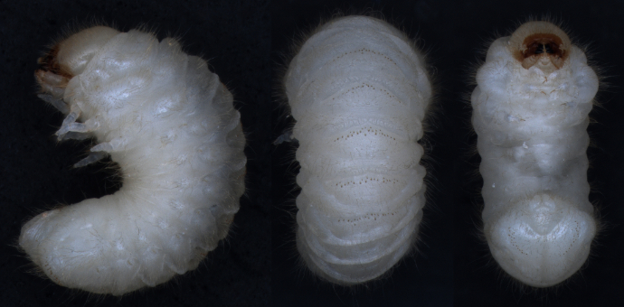 Červotoč chlebový (Stegobium paniceum) neboli červotoč chlebový - larvy