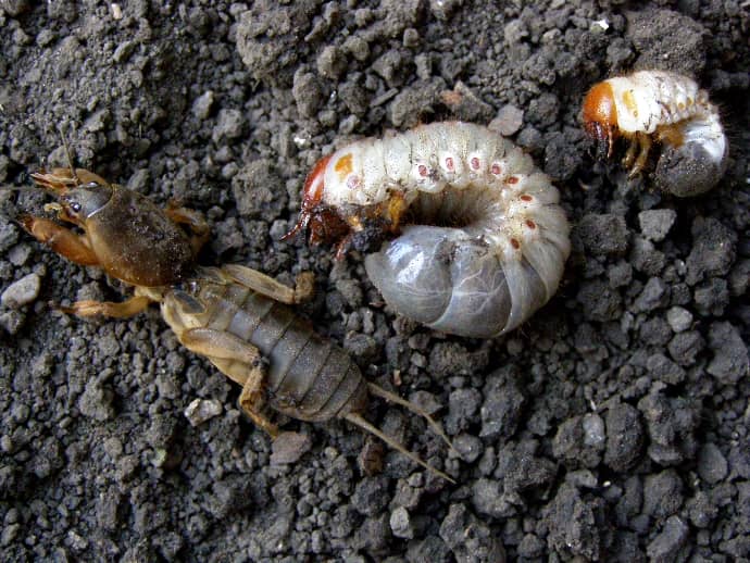 Larva krtonožky obecné