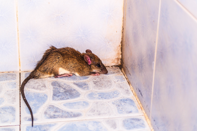 Potkan obecný v koupelně