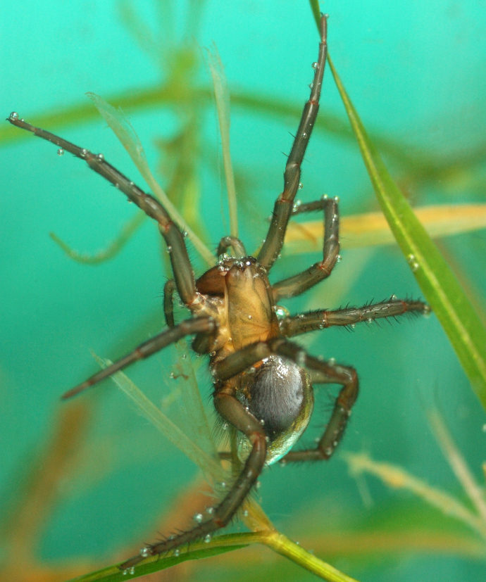 Jedovatý pavouk vodouch stříbřitý