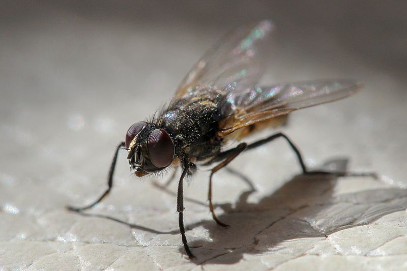Moucha domácí - jak se chránit a bojovat proti otravnému hmyzu
