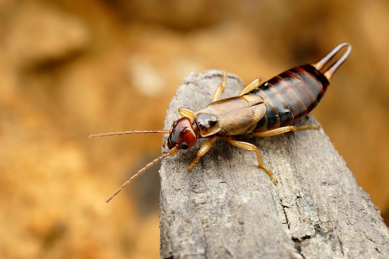 Škvor obecný – jak se tohoto hmyzu při přemnožení snadno zbavit