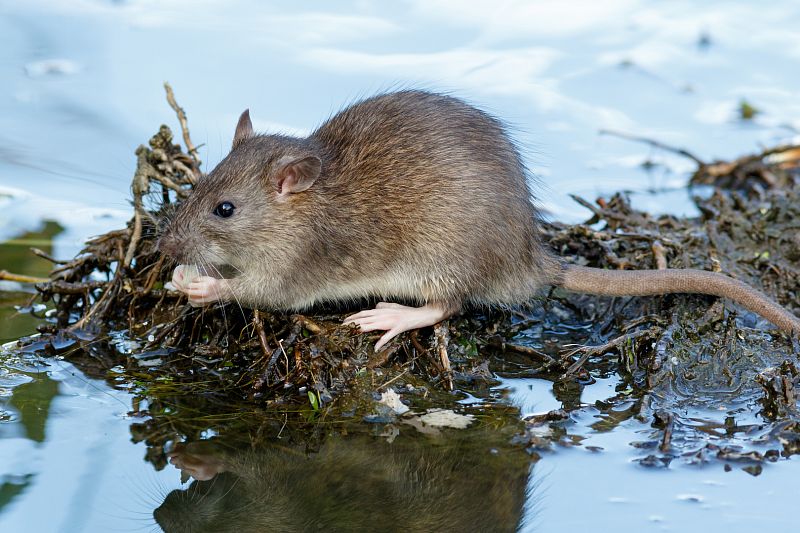 Potkan - Jak rozpoznat inteligentního hlodavce a jak se ho zbavit