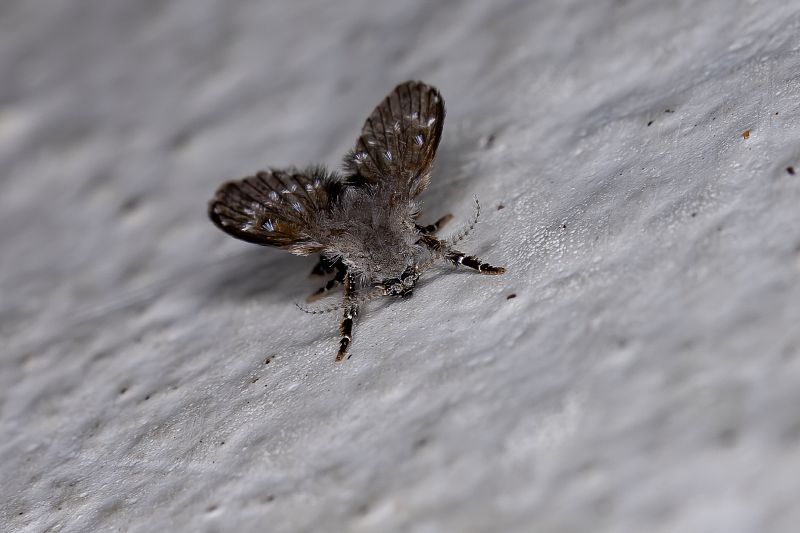 Jak na účinnou likvidaci koutule skvrnité aneb mušky odpadní