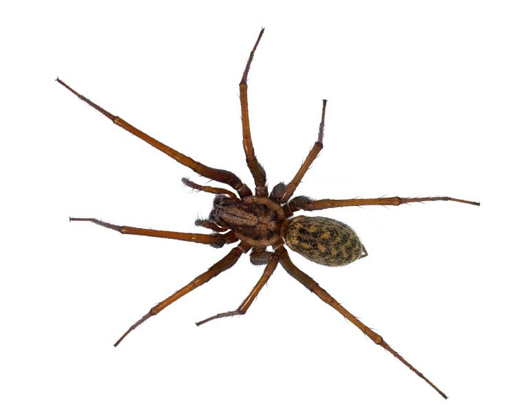 Pokoutník domácí – jak se zbavit tohoto velkého pavouka
