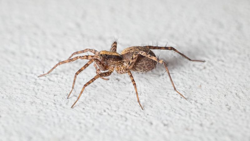 Pokoutník domácí – jak se zbavit tohoto velkého pavouka
