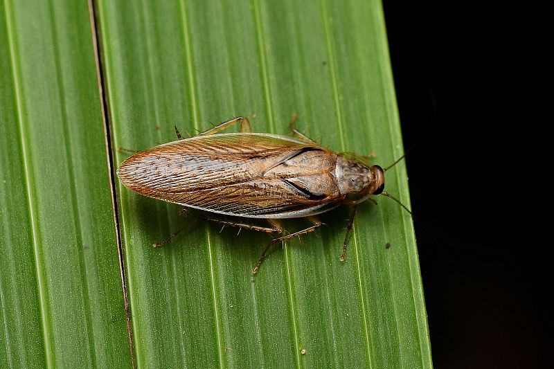 Rusec lesní – jak na hubení obtížného hmyzu