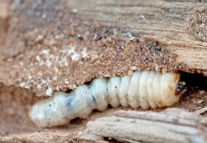 Larva červotoče proužkovaného - dřevokazný hmyz
