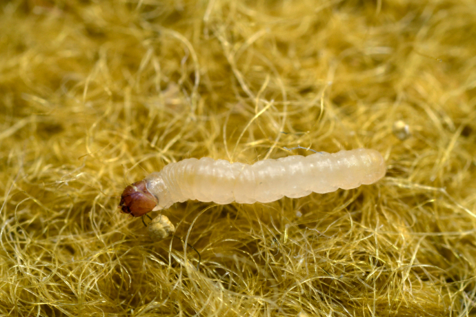 Mol šatní - larva