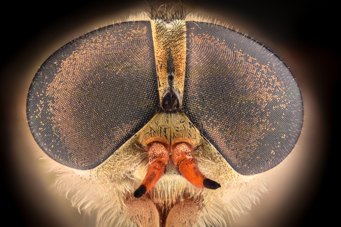 Hmyz hovado a jejich složené oči