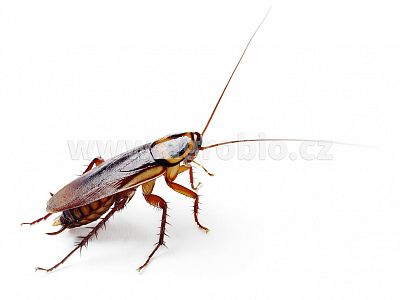 ATAK PYR Granulát Chrysanthemum 300 g