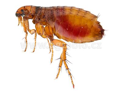 ATAK PYR Granulát Chrysanthemum 300 g