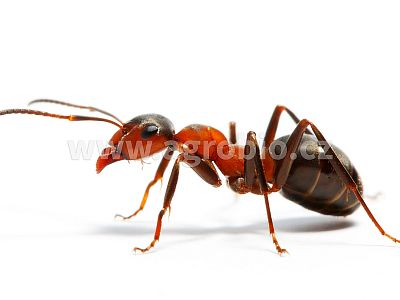 ATAK PYR Granulát Chrysanthemum 300 g