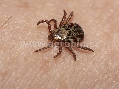 ATAK Repelent pro celou rodinu 100 ml/R