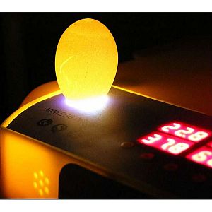 Automatická líheň s regulací vlhkosti a prosvětlovačkou WQ-36B – pro 36 velkých vajec / 144 křepelčích