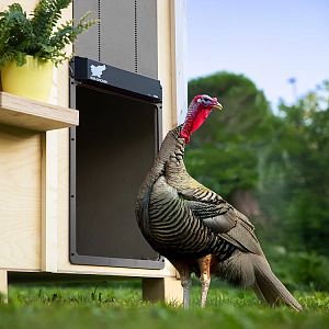 Automatická XXL dvířka kurníku RUN-CHICKEN Giant – světle zelená