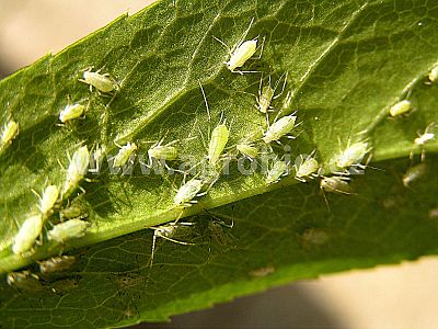 Bylinky (INPORO) 100 ml koncentrát