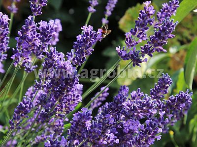 Bylinky (INPORO) 100 ml koncentrát