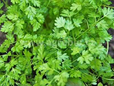 Bylinky (INPORO) 250 ml rozprašovač