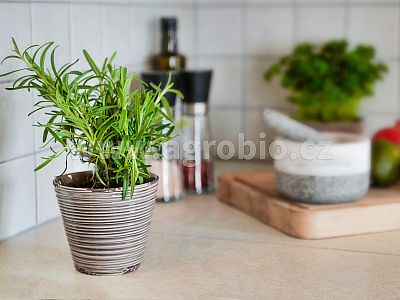 Bylinky (INPORO) 250 ml rozprašovač