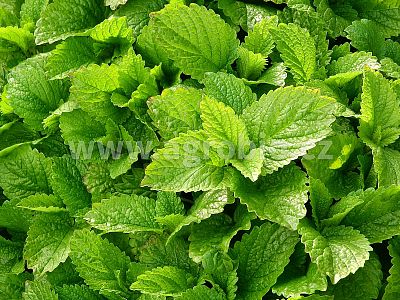 Bylinky (INPORO) 250 ml rozprašovač