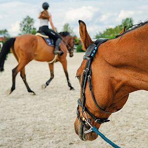 Chytrý lokátor pro koně fencee EquiGPS Track