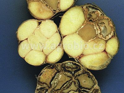 Clonoplus - Pro rozložení hub v půdě 3x10 g