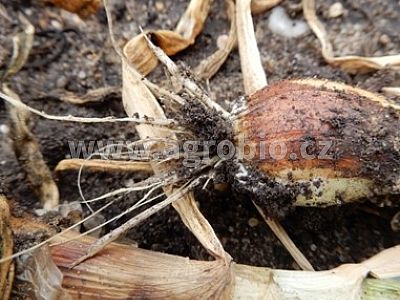 Clonoplus - Pro rozložení hub v půdě 3x10 g