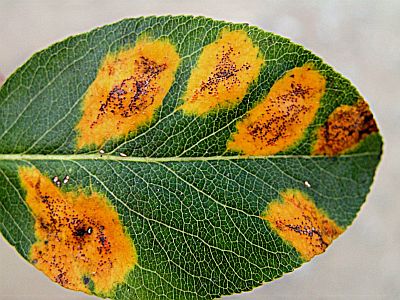 Discus 3×2 g