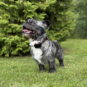 DOG GPS mini lokátor pro psy