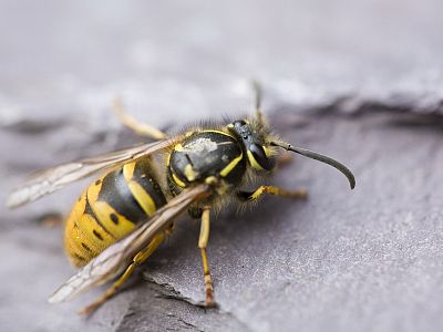 EFFECT - vosy a sršně 400ml