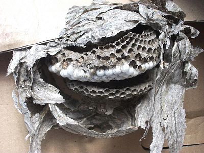 EFFECT - vosy a sršně 400ml